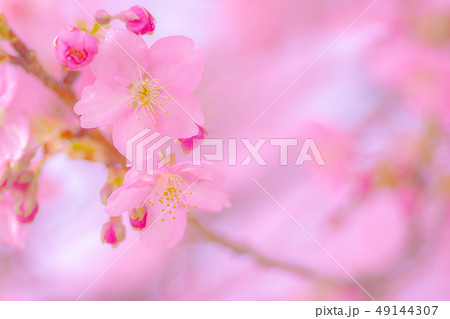 日本の風景「河津桜」 日本の風景「河津桜」 49144307