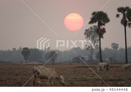 カンボジアの夕日 カンボジアの夕日 49144448
