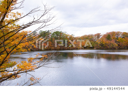 世界遺産白神山地の秋 紅葉の十二湖 王池 世界遺産白神山地の秋 紅葉の十二湖 王池 49144544