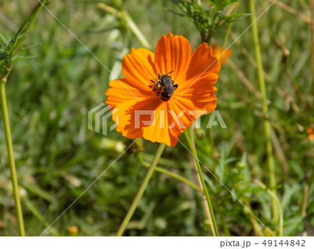 四季の森 四季の森 49144842