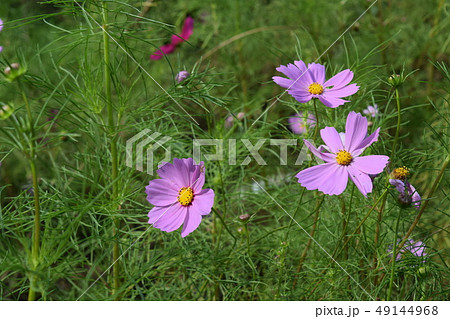 四季の森 49144968