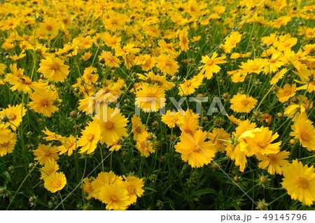 自然 屋外 室外 49145796