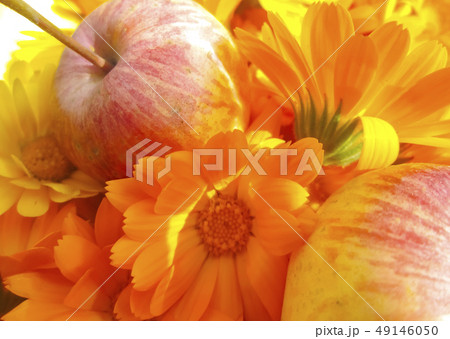 Beautiful photo with apples Beautiful photo with apples 49146050