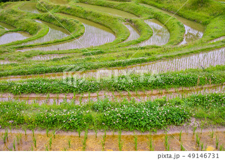 (千葉県)田植えの済んだ、新緑の大山千枚田 (千葉県)田植えの済んだ、新緑の大山千枚田 49146731