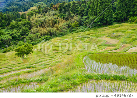 (千葉県)田植えの済んだ、新緑の大山千枚田 (千葉県)田植えの済んだ、新緑の大山千枚田 49146737