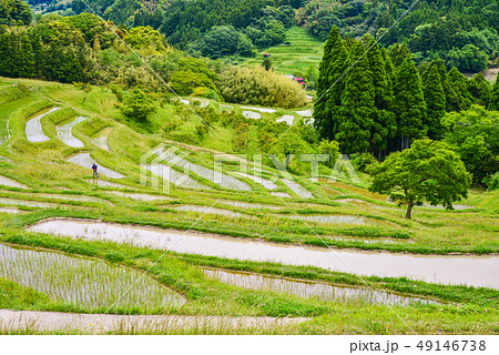 (千葉県)田植えの済んだ、新緑の大山千枚田 (千葉県)田植えの済んだ、新緑の大山千枚田 49146738