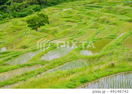 （千葉県）田植えの済んだ、新緑の大山千枚田 49146742
