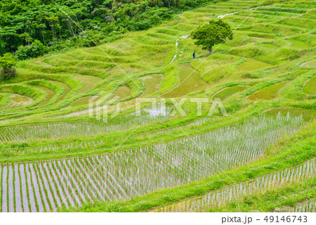 （千葉県）田植えの済んだ、新緑の大山千枚田 49146743