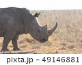 サファリのサイ 49146881