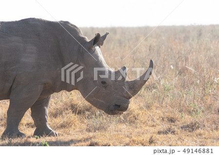 サファリのサイ サファリのサイ 49146881