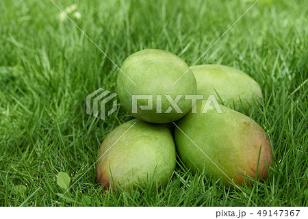 Mangos on garden Mangos on garden 49147367