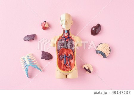 Human anatomy mannequin with internal organs 49147537