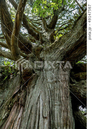 尾八重の一本杉 尾八重の一本杉 49147567