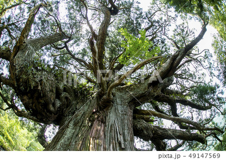 尾八重の一本杉 尾八重の一本杉 49147569