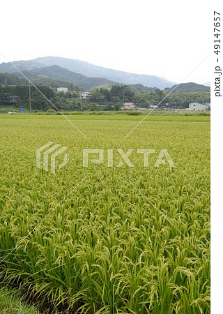田園風景 49147657