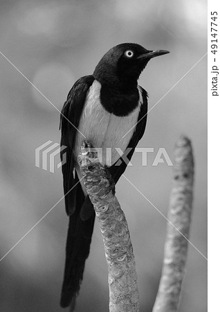 Sharp-tailed Shama Thrush (Copsychus malabaricus) Sharp-tailed Shama Thrush (Copsychus malabaricus) 49147745
