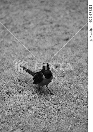 Sharp-tailed Shama Thrush (Copsychus malabaricus) Sharp-tailed Shama Thrush (Copsychus malabaricus) 49147801