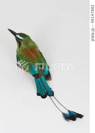 Green turqouise color tropical bird 49147882