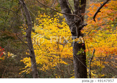 世界遺産白神山地の秋　紅葉の十二湖　 49147957