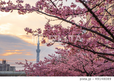 旧中川河川敷　河津桜とスカイツリー 49148089