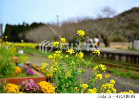 撮影協力:千葉県いすみ市、クラブツーリズム株式会社、いすみ鉄道、菜の花、 撮影協力:千葉県いすみ市、クラブツーリズム株式会社、いすみ鉄道、菜の花、 49148098