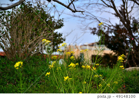 撮影協力：千葉県いすみ市、クラブツーリズム株式会社、いすみ鉄道、菜の花、 49148100