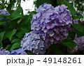 水滴の付いた青紫のアジサイ 49148261