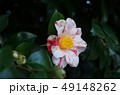 二色の花びらを持つ椿 49148262
