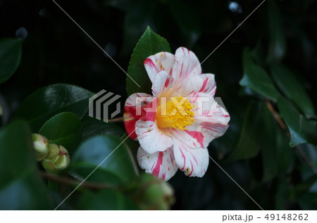 二色の花びらを持つ椿 49148262