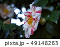 二色の花びらを持つ椿 49148263