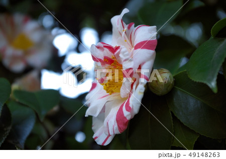 二色の花びらを持つ椿 49148263