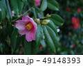 ツバキの庭 49148393