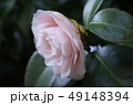 八重咲のツバキ 49148394