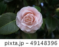 薔薇のような八重咲きのツバキ 49148396