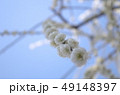雪のように白いしだれ梅 49148397