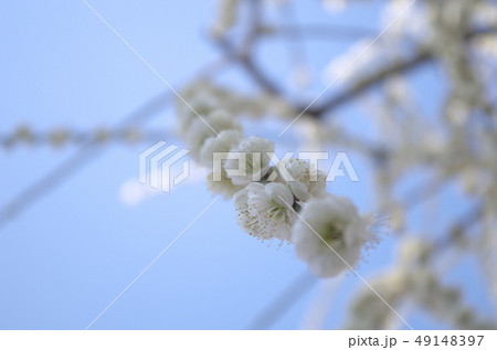雪のように白いしだれ梅 49148397