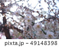 白梅の海 49148398