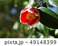 つつましく咲く椿 49148399