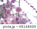 可愛らしいイメージの紅梅 49148400