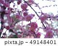 可愛らしいイメージの紅梅 49148401