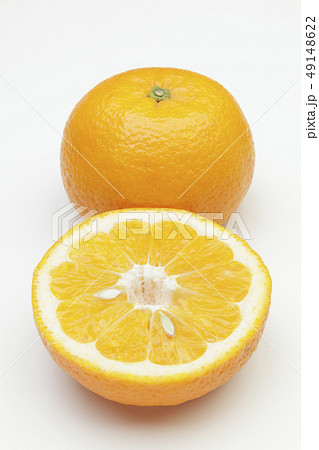 伊予柑 伊予柑 49148622