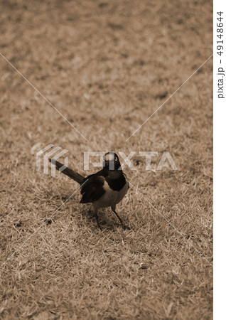 Copsychus malabaricus bird 49148644