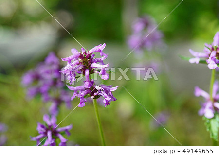 野趣溢れるエゾイヌゴマ 49149655