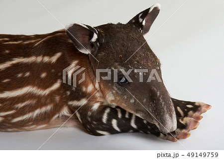 Small tapir with white lines 49149759
