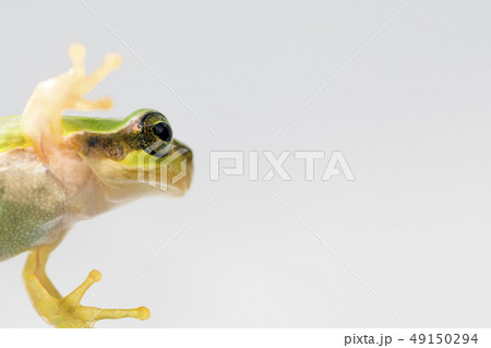 カエル アマガエル カエル アマガエル 49150294