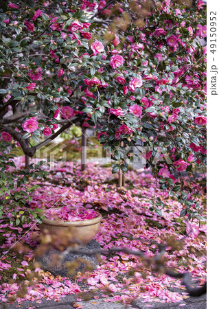 地蔵院（椿寺）の落椿 49150952