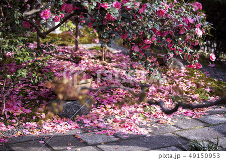 地蔵院(椿寺)の落椿 地蔵院(椿寺)の落椿 49150953