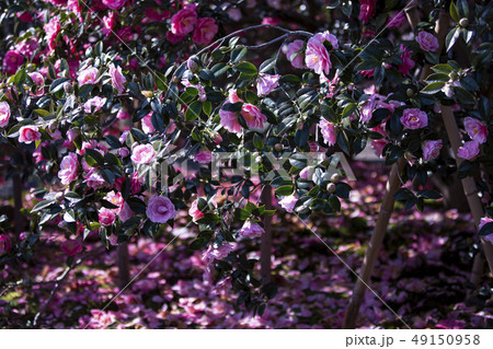 地蔵院（椿寺）の落椿 49150958
