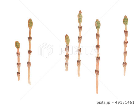 Equisetum arvense つくし Equisetum arvense つくし 49151461