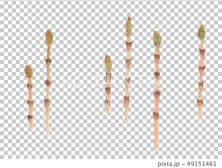Equisetum arvense つくし Equisetum arvense つくし 49151461
